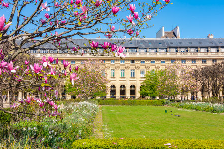 Blooming magnolia in Palais Royal garden in spring, Paris, Franceの写真素材