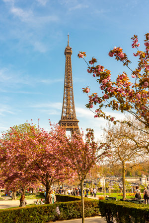 Paris, France - 03 April 2025: Eiffel Tower with blooming cherry blossoms in Trocadero in springの写真素材