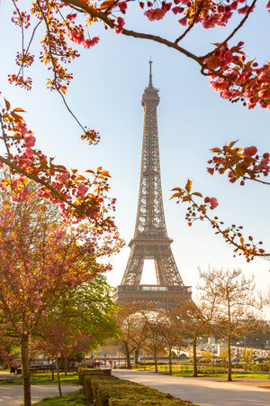 Eiffel Tower with blooming sakura in Trocadero in spring, Paris, Franceの写真素材