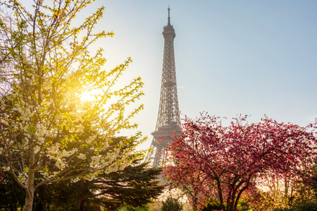 Eiffel Tower with blooming sakura in Trocadero in spring, Paris, Franceの写真素材