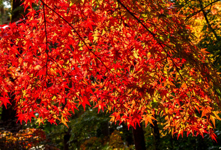 Red maple leaves in autumn in momiji season of Japan
