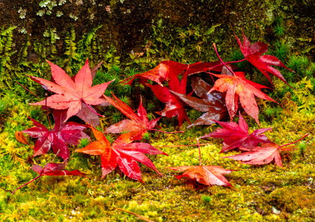 Red leaves of Japanese maples fallen to the ground after rainの写真素材