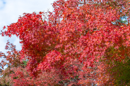 Leaves of red maple tree in autumn, Japanの写真素材