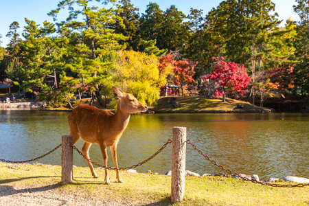 Wild deer in Nara park in autumn, Japanの写真素材
