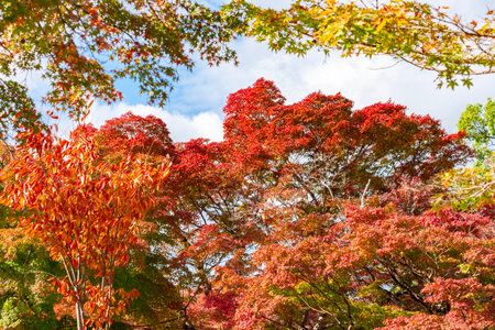 Scenic autumn landscape in momiji season, Japanの写真素材
