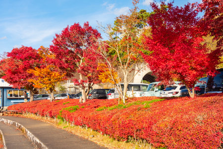 Fujikawaguchiko, Japan - 17 November 2024: Autumn momiji season at lake Kawaguchikoの写真素材