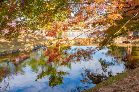 Autumn foliage in Nara park, Japanの写真素材