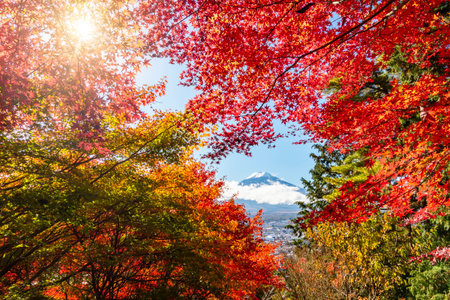 Mount Fuji and red maple trees in autumn, Arakurayama, Japanの写真素材
