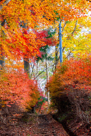 Autumn foliage in momiji season of Japanの写真素材