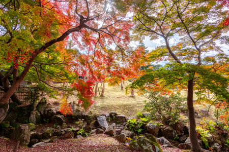 Autumn foliage in Nara park, Japanの写真素材