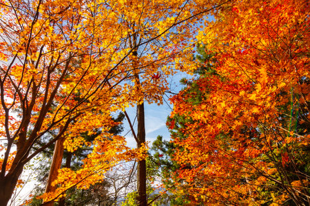 Autumn foliage in momiji season of Japanの写真素材