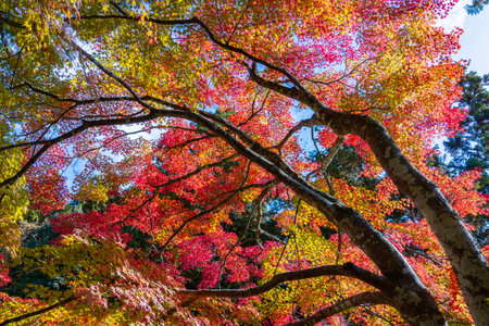 Colorful treetops of maple trees in autumn, Takao, Japanの写真素材