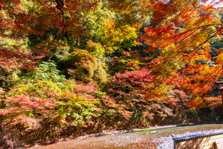 Autumn foliage over Kiyotaki river on Takao mountain, Kyoto, Japanの写真素材