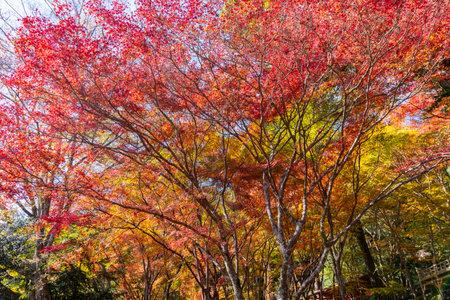 Colorful treetops of maple trees in autumn, Takao, Japanの写真素材