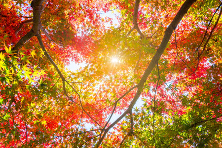 Leaves of red maple tree in autumn - momiji season of Japanの写真素材