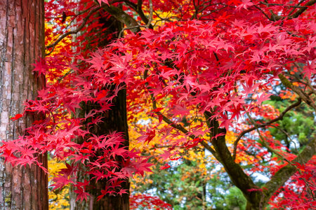 Leaves of red maple tree in autumn - momiji season of Japanの写真素材