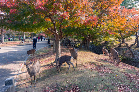 Nara, Japan - 23 November 2024: Wild deer in Nara park in autumnの写真素材