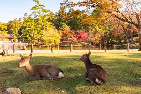 Wild deer in Nara park in autumn, Japanの写真素材