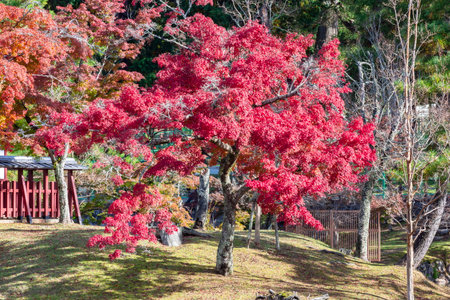 Red maple tree in autumn, Nara park, Japanの写真素材