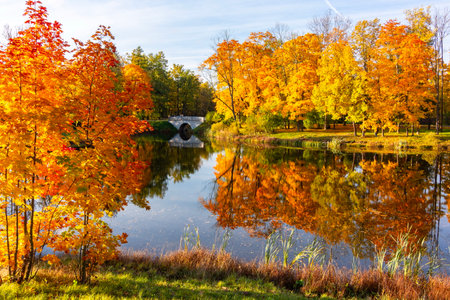Autumn foliage in Alexander park, Tsarskoe Selo (Pushkin), St. Petersburg, Russiaの写真素材