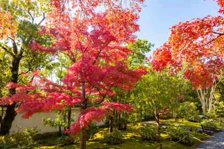 Red maple tree in momiji autumn season in Koko-en gardens, Himeji, Japanの写真素材