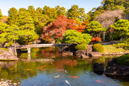 Carps in pond of Koko-en gardens, Himeji, Japan