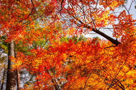 Autumn foliage in Japanの写真素材