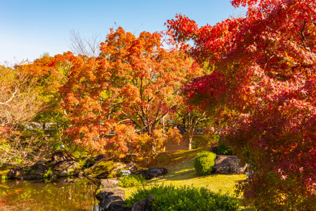 Momiji autumn season in Koko-en gardens, Himeji, Japanの写真素材