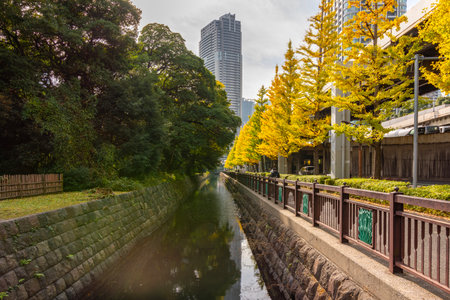 Ginkgo trees at Hamarikyu gardens in autumn, Tokyo, Japanの写真素材