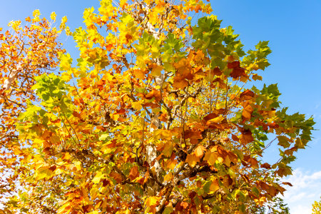 Leaves of sycamore trees in autumn in in Shinjuku Gyoen garden, Tokyo, Japan