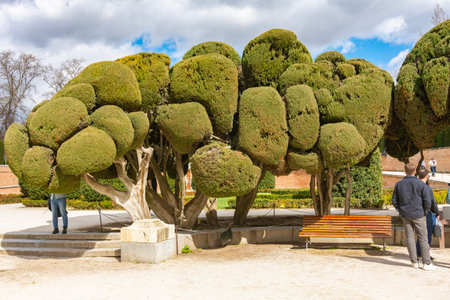 Trees in Buen Retiro park, Madrid, Spainの写真素材