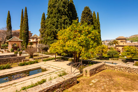 Orange tree in gardens of Partal in Alhambra, Granada, Spainの写真素材