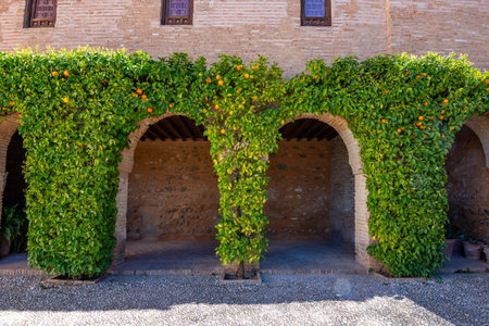 Decorated orange trees in Generalife gardens of Alhambra, Granada, Spain