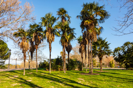 Palm trees on Principe Pio hill in Madrid, Spainの写真素材