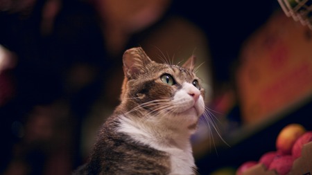 a portrait of a cute catの写真素材