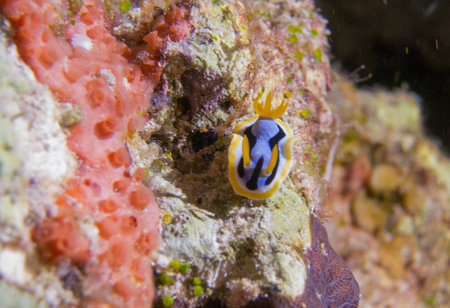 Nudibranch in Raja Ampatの写真素材