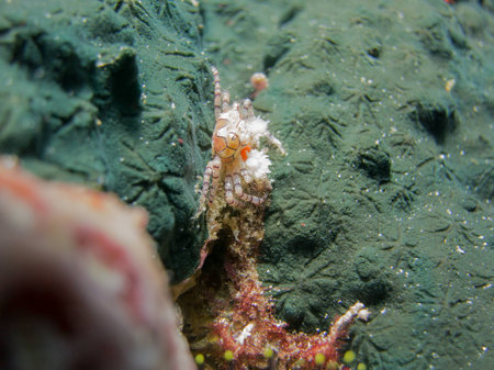 Small Crab in Raja Ampatの写真素材