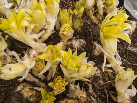 Bulbs of lilies, private farm. Top view.の写真素材