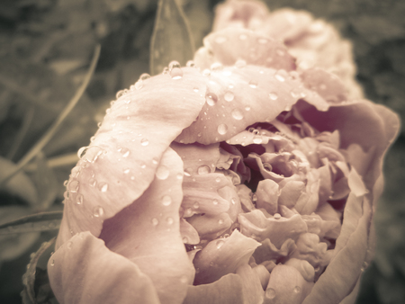 Vintage beautiful defocused photo rose flowers in garden.Retro romantic background.の写真素材