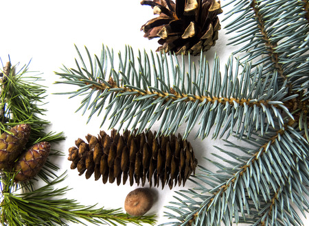 Pine cones on a white   background