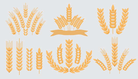 Collection Wheat Ears Icons and Logo Icon Set, Cereals sketch. Organic Wheat, agricultural bread and natural food, Malt Beer background. Autumn harvest design Vector flat illustrationのイラスト素材