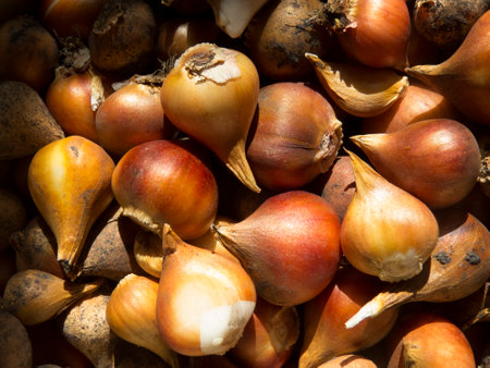 Bulbs tulip beautiful photo for flower farm, flower market, shop. Gardening and agriculture. Hobby.