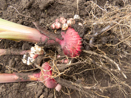 Gladiolus Bulbs with roots and stalk. Beautiful photo for flower farm, flower market, shop....