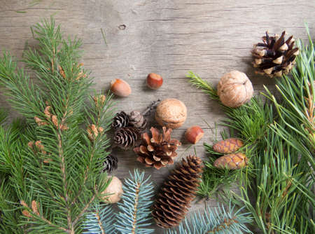 Beautiful winter nature art photo with coniferous plants, pine cones, conifer, nuts on a vintage...