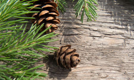 Beatiful art winter nature background with coniferous plants, pine cones, zinnia, conifer on a...