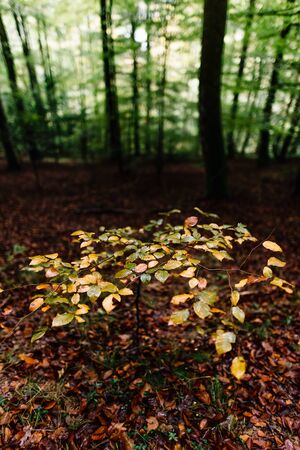 Small beech growing in beech forest on a wet autumn morning with green and gold colors on a blanket of fallen leavesの写真素材