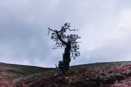 Unique image of an almost dead old tree on a dark green meadow and a cloudy gray sky at dusk