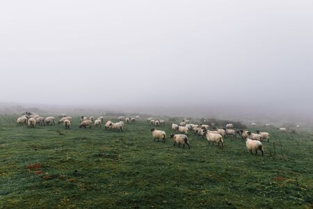 Herd of sheep grazing on a green meadow with thick fog in the Pyreneesの写真素材