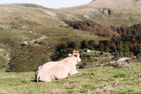 Bucolic image of blonde cow lying on her back on a green meadow looking out to the horizon out of focus hillsの写真素材