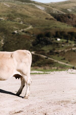 Back half profile of blonde cow looking left against a background of green hills at noonの写真素材